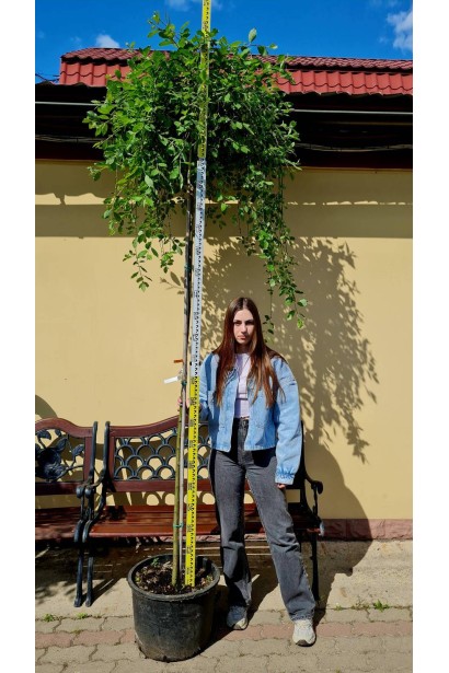 Верба цільнолиста Пендула (штамб) - 25л/вис.250-270см/Ø80-100см/ШТАМБ 220см/обхват 6-8см